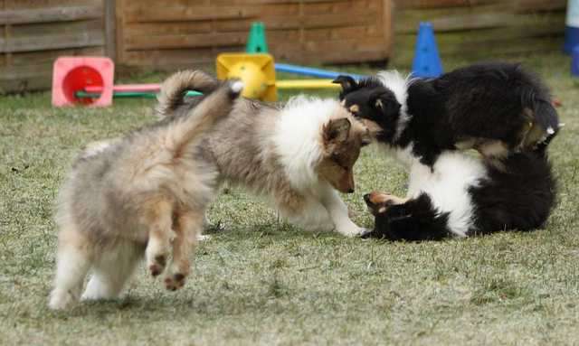 Wir haben Colliewelpen in darksable / tricolour ( VDH/CfbrH)